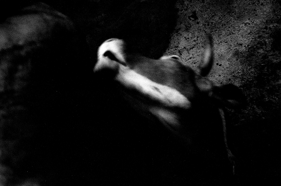 Dragoni. Cow, 1990